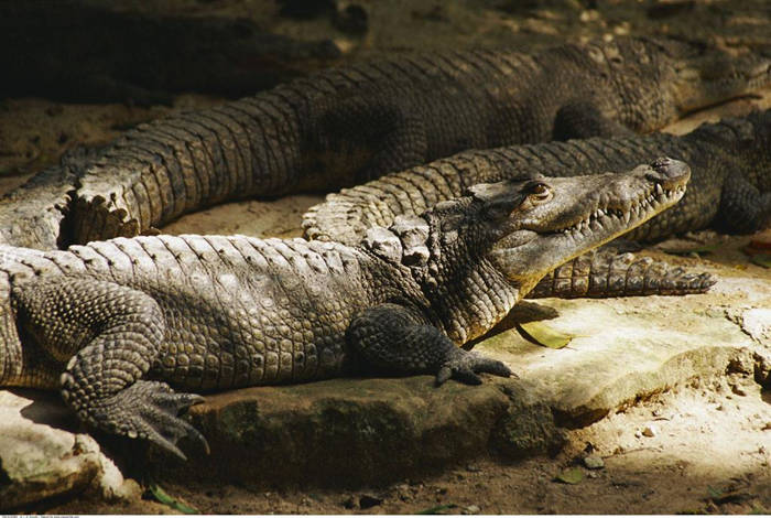 difference between alligator and crocodile skin