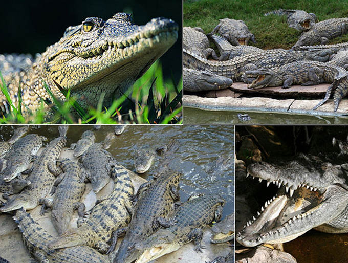 Distinquishing Between Crocodile & Alligator Skin